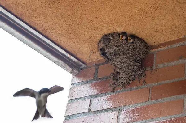 stock image Mother flying back to nest in the eaves. Western house martin or Delichon urbicum