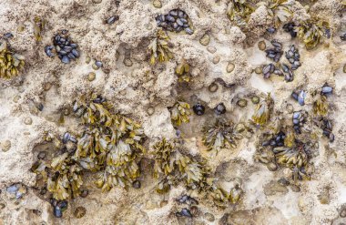 Deniz yosunu ya da Fucus vesiculosus. Magoito Plajı, Sintra, Portekiz