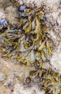 Deniz yosunu ya da Fucus vesiculosus. Magoito Plajı, Sintra, Portekiz
