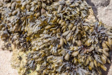 Deniz yosunu ya da Fucus vesiculosus. Magoito Plajı, Sintra, Portekiz