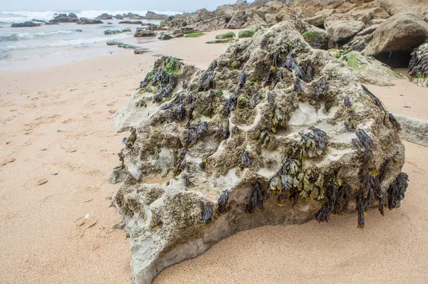 stock image Bladderwrack seaweed or Fucus vesiculosus. Magoito Beach, Sintra, Portugal