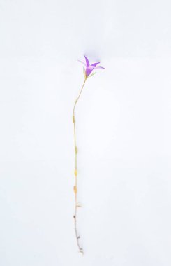 Campanula Lusitanica, İber Yarımadası yerlisi. Beyaz arkaplan üzerine bağlanmış bitki örneği