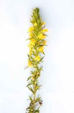 Veliaht Viscosa ya da sarı Bartsia. Beyaz arkaplan üzerine bağlanmış bitki örneği