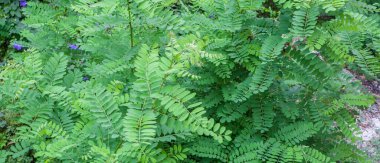 Robinia psödoacia ya da kara çekirge. Genç ve dinç örneklerin üst kısımları.