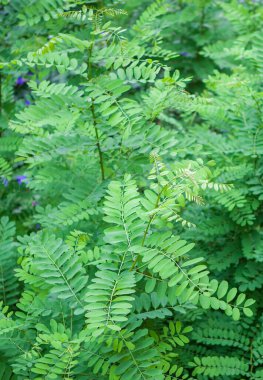 Robinia psödoacia ya da kara çekirge. Genç ve dinç örneklerin üst kısımları.