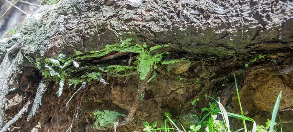 Bir çam ağacının köklerine eklenmiş yoğun yeşil liken. Hoyos del Espino, Avila, İspanya