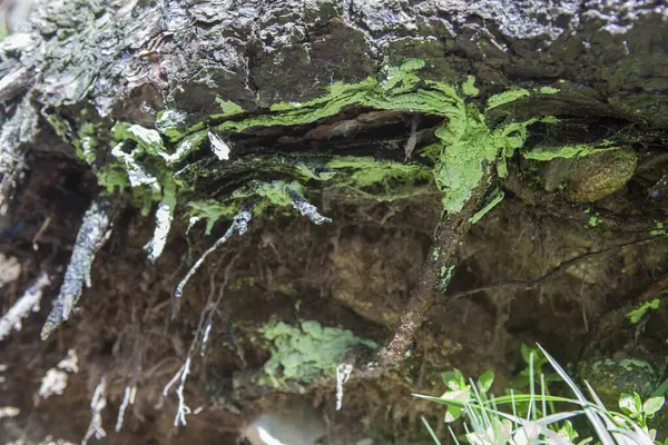 stock image Intense green lichen attached to the roots of a pine tree. Hoyos del Espino, Avila, Spain