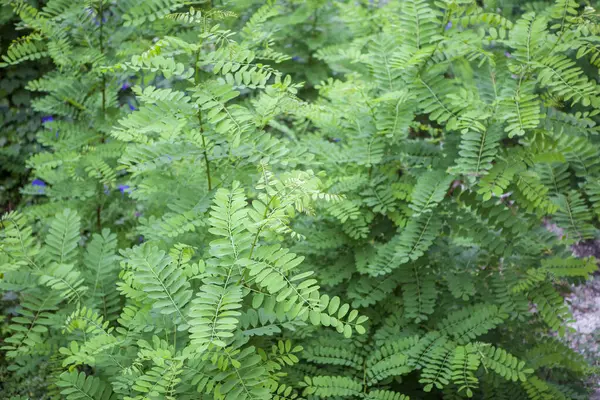 stock image Robinia pseudoacacia or black locust. Upper part of young and vigorous specimens