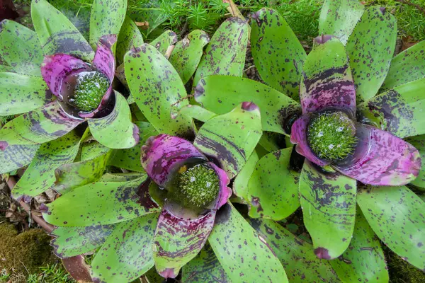 stock image Neoregelia concentrica, plant native to South American rainforests. Closeup