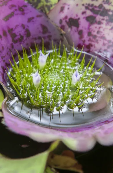 stock image Neoregelia concentrica, plant native to South American rainforests. Closeup