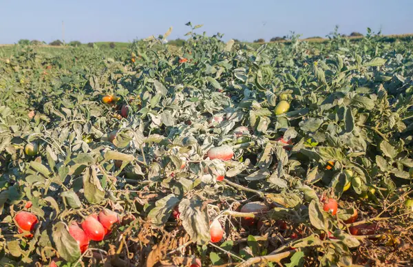 stock image Sulfur powdered over tomato plants. Organic way to prevent pests and diseases