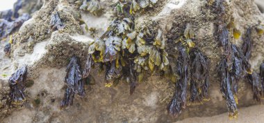 Deniz yosunu ya da Fucus vesiculosus. Magoito Plajı, Sintra, Portekiz