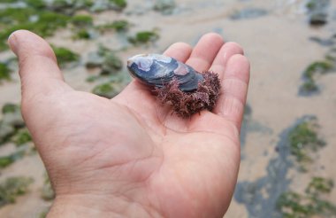 Elimde yosun olan midye. Magoito Plajı, Sao Joao das Lampa, Portekiz