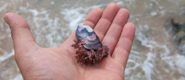 Mussel with algae over my hand. Magoito Beach, Sao Joao das Lampa, Portugal clipart