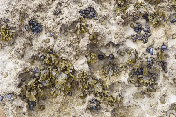 stock image Seaweed, bars and mussels attached to rock. Magoito Beach, Sintra, Portugal