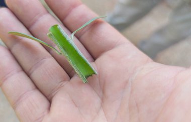 Zeytin ağacı tomurcuklama. Çip ya da kalkan tomurcuğu ana bitkiden el üstünde kaldırıldı