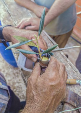 Zeytin ağacı yarığı nakli. Kökler kağıttan kaplanmış.