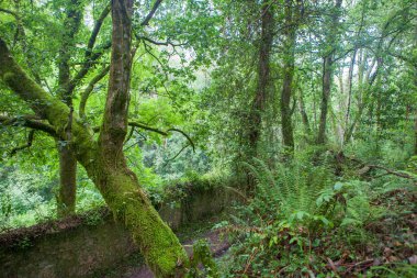 Route of the Profundu River, Villaviciosa, Asturias, Spain. Walk along Finca de la Vega wall clipart