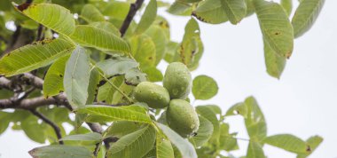 Olgunlaşmamış yeşil elmalar dalda. Elma şarabı üretimi için Asturian çeşitliliği, Villaviciosa, Asturias Prensliği, İspanya