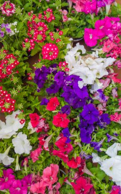 Petunya bitkileriyle dolu plastik tepsi şehir geçidine yerleştirilmeye hazır. Kentsel Bahçe Hizmetleri