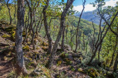 Chesnut grove at early autumn season. Garganta de los Infiernos Natural Reserve, Caceres, Extremadura, Spain clipart