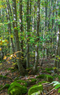 Sonbahar mevsiminin başında Chesnut Grove. Garganta de los Infiernos Doğal Rezerv, Caceres, Extremadura, İspanya