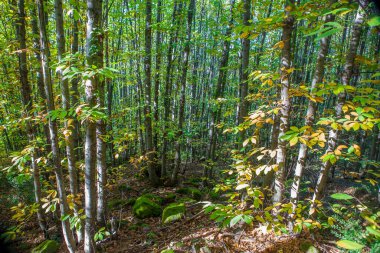 Chesnut grove at early autumn season. Garganta de los Infiernos Natural Reserve, Caceres, Extremadura, Spain clipart