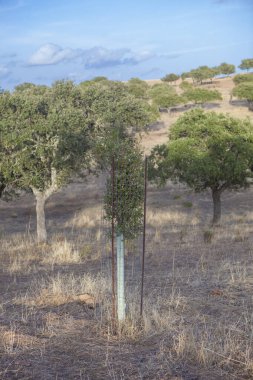Demir örgüyle korunan genç bir ağaç. Büyük av alanı.