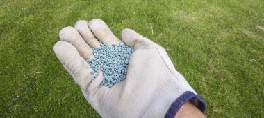 Granüle edilmiş fosforla ot döllenmesi. Bahçıvan elinde bir avuç gübre tutuyor.