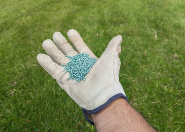 Granüle edilmiş fosforla ot döllenmesi. Bahçıvan elinde bir avuç gübre tutuyor.