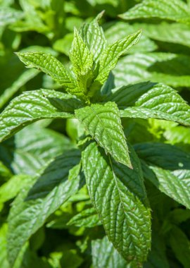 Mentha longifolia ya da at nanesi, naneli aromalı uzun ömürlü bitkiler.