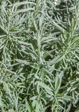 Prostrate rosemary or Rosmarinus officinalis postratus.  Perennial herbs with fragrant evergreen clipart