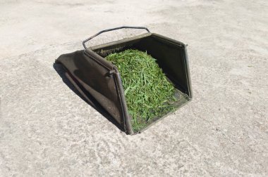 Çimleri biçtikten sonra çim biçme makinesi dolu. Çimenlik bakımı için elektrikli makineler