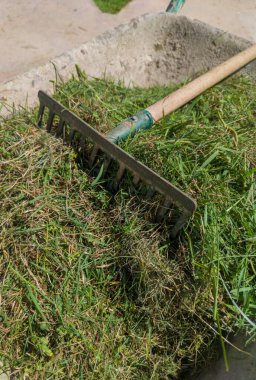 Wheelbarrow full of grass cuttings. Manual tools for lawn maintenance activities clipart