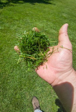 Bahçıvan çim biçme makinelerini gösterdi. Çimen bakımı etkinlikleri için kılavuz araçlar