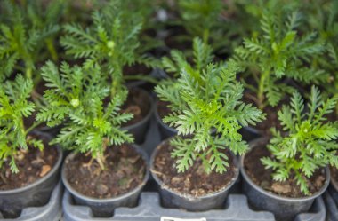 Euryops pectinatus ya da gri yapraklı euryops, çocuk odasındaki tepsilerde sergilenen bitkiler