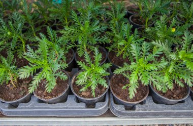 Euryops pectinatus ya da gri yapraklı euryops, çocuk odasındaki tepsilerde sergilenen bitkiler