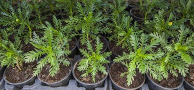 Euryops pectinatus or grey-leaved euryops, Plants displayed in trays at nursery clipart