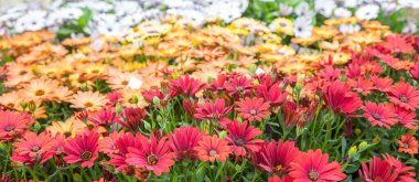 Dimorphotheca ecklonis Cape Marguerite olarak da bilinir. Çocuk odasındaki tepsilerde sergilenen bitkiler