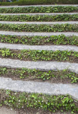 Ivy beton basamakları kapattı. Merdiven manzarası
