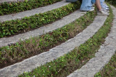 Ivy beton basamakları kapattı. Merdiven manzarası