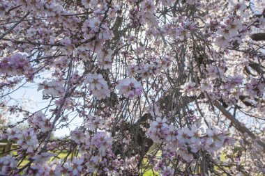 Almendro Real, Valverde de Leganes, Badajoz, İspanya 'da ünlü badem ağacı çiçek açtı. Çiçek detayı