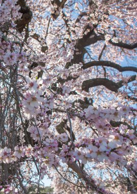 Almendro Real, Valverde de Leganes, Badajoz, İspanya 'da ünlü badem ağacı çiçek açtı. Çiçek detayı