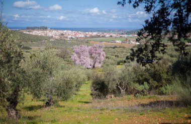 Almendro Real, ünlü badem ağacı Valverde de Leganes 'in dibinde, Badajoz, İspanya