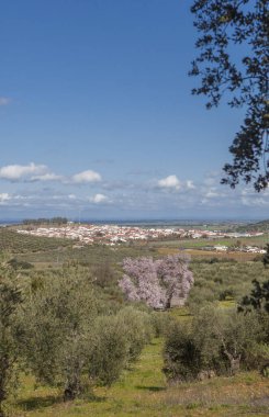 Almendro Real, ünlü badem ağacı Valverde de Leganes 'in dibinde, Badajoz, İspanya