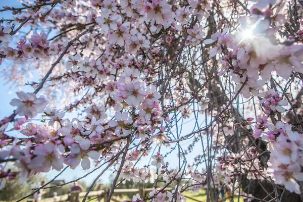 Almendro Real, Valverde de Leganes, Badajoz, İspanya 'da ünlü badem ağacı çiçek açtı. Çiçek detayı
