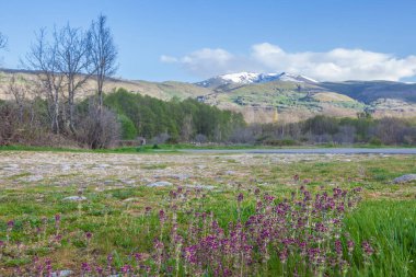 Alto Tormes Bölgesi Dağları önünde mor çiçekli bir manzara. Umbrias, Avila, Kastilya ve Leon, İspanya