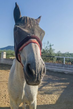 At sinek maskesiyle korunuyor. Böceklere karşı koruma ekipmanı