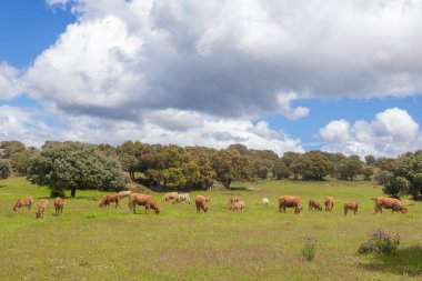 İlkbaharda otlayan kızıl inekler. Bonilla de la Sierra, Avila, Kastilya ve Leon, İspanya