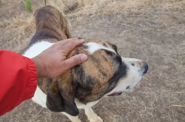 İspanyol safkan mastifi dehesa devletinde yürüyor. Elleri başını okşuyor
